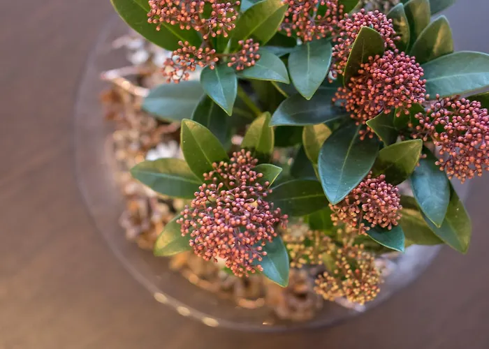 Spa Druskininkai Apartment Apartment